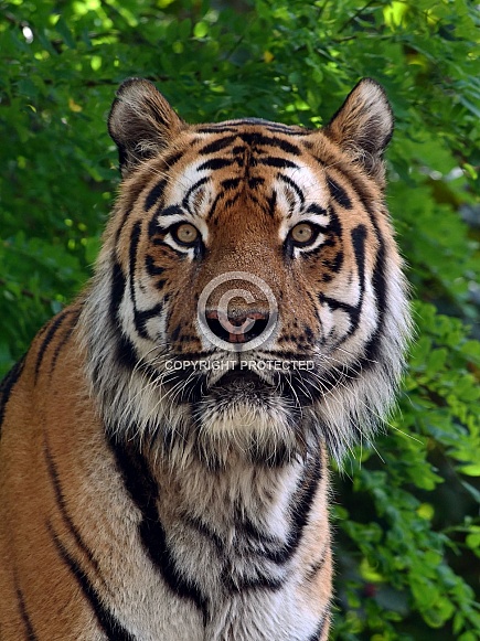 Siberian Tiger