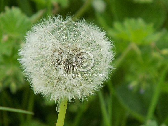Dandelion seed head Dandelion seed head