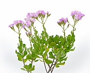 Garberia is a monotypic genus in the family Asteraceae, containing the single species Garberia heterophylla. It is endemic to Florida in the United States. isolated on white background. purple bloom