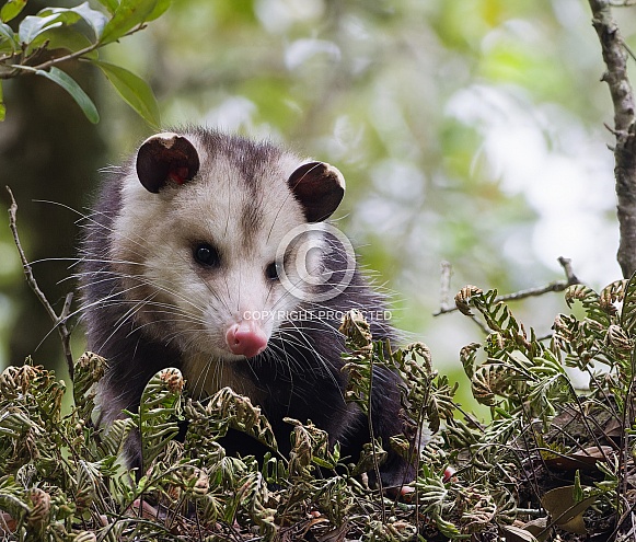opossum