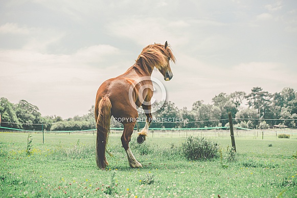 Chestnut welsh horse SEE NOTE IN DESCRIPTION Chestnut welsh horse SEE NOTE IN DESCRIPTION