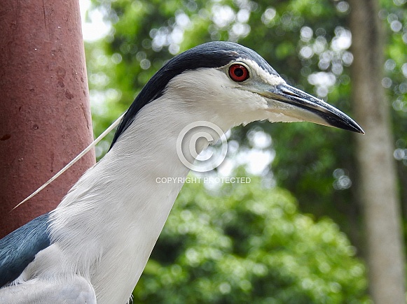 Black-crowned Night-Heron Black-crowned Night-Heron
