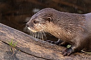 Asian Short Clawed Otter Close Up On Log Wet