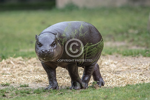 Pygmy hippopotamus Pygmy hippopotamus