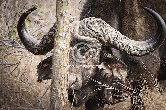 African buffalo peering from behind a tree