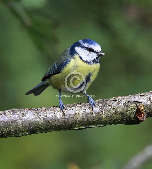 Blue tit Blue tit