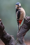 Great Spotted Woodpecker