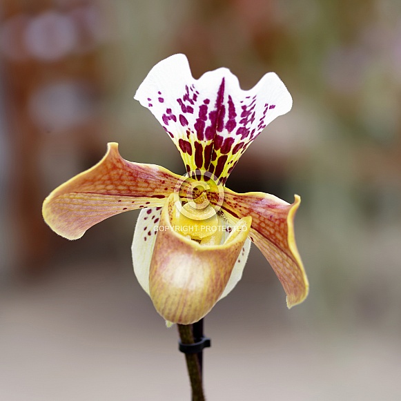 Venus slipper orchid Venus slipper orchid
