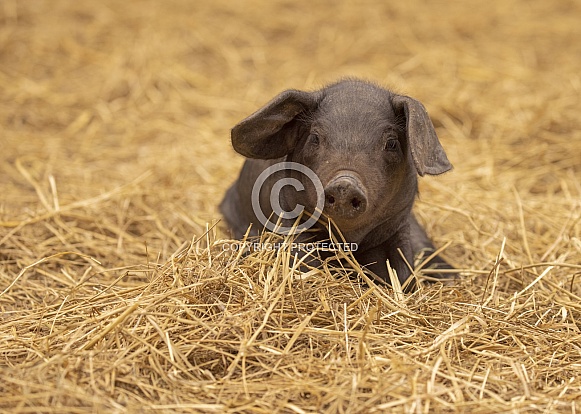 Large Black Piglet