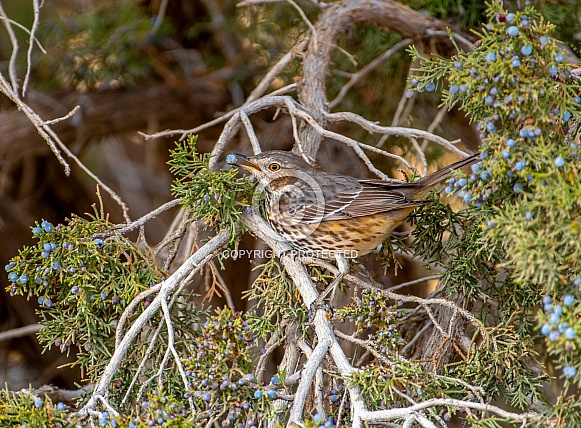 Sage Thrasher Sage Thrasher