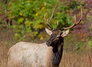 Elk