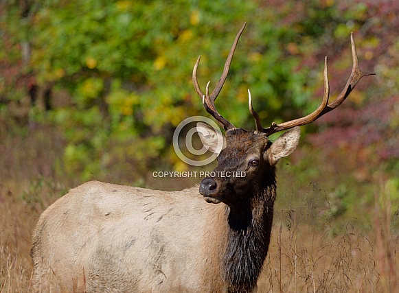 Elk