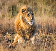 Male Lion Portrait