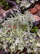 Lichen - Caledonian Forest
