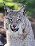 Eurasian Lynx