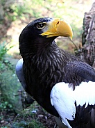 Steller's Sea Eagle 2