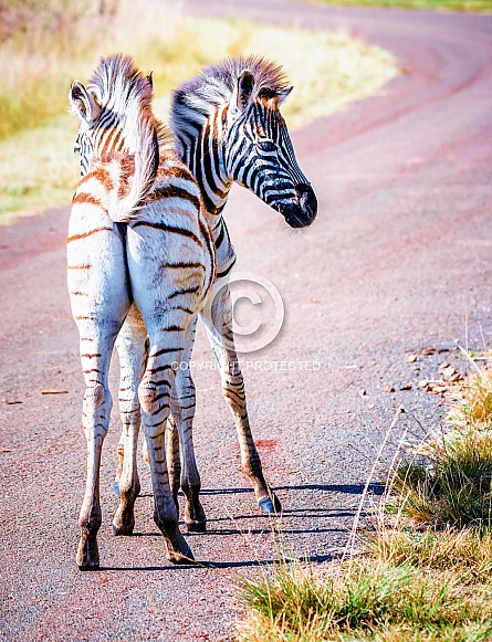 Zebras