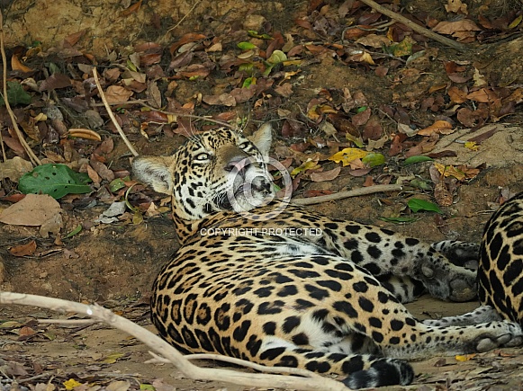 Jaguar