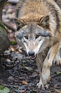 Grey Wolf
