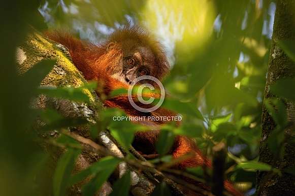 Sumatran orangutan in the nature habitat