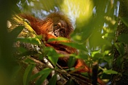 Sumatran orangutan in the nature habitat