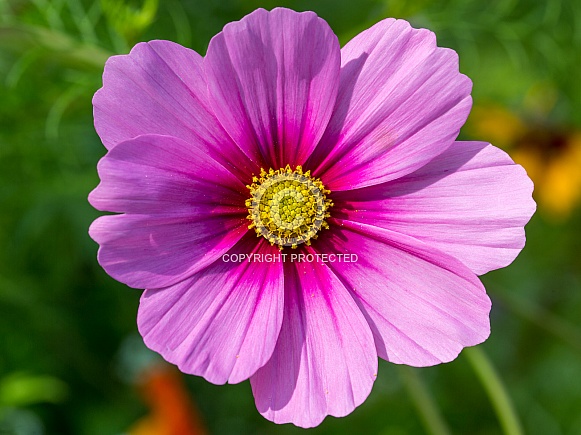 Pink Cosmos Closeup