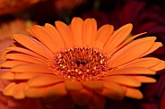 Orange Flower