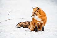 Red Fox