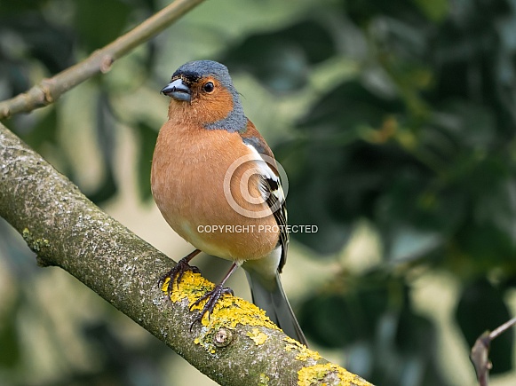 Chaffinch - Male bird - Fringilla coelebs Chaffinch - Male bird - Fringilla coelebs