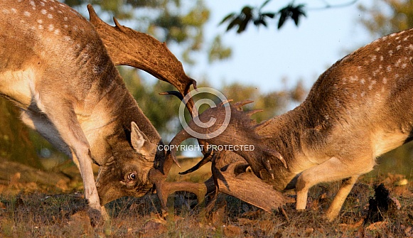 Fallow Deer