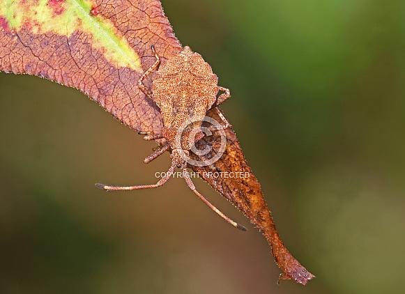 Dock Bug