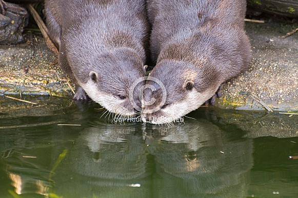Asian small-clawed Otters