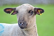 Hampshire Down Sheep