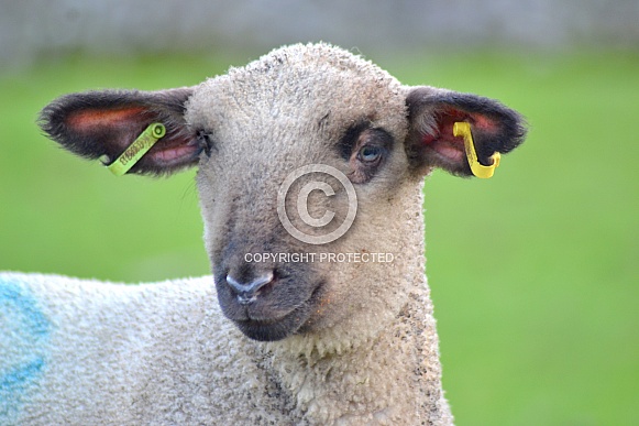 Hampshire Down Sheep