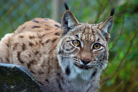 Eurasian Lynx