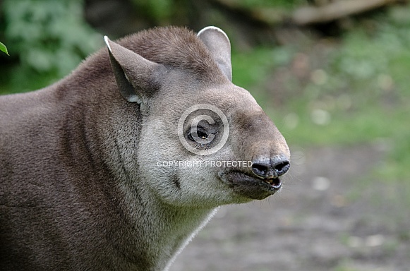 Tapir