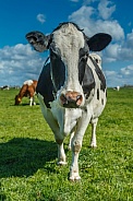 Dutch Cow and Cows