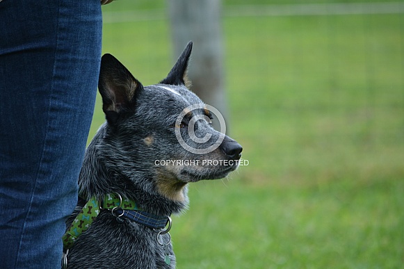 Australian Cattle Dog