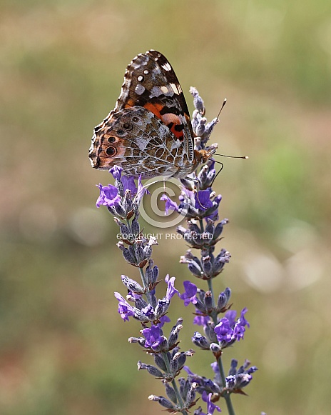 Painted Lady Butterfly