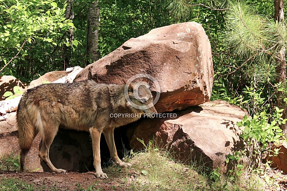 Wolf and Wolf Pups