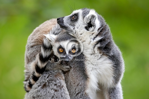 Ring-Tailed lemurs (Lemur catta)