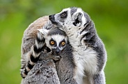 Ring-Tailed lemurs (Lemur catta)