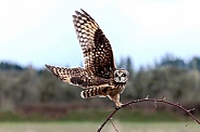 Short Eared Owl--SEO Lift Off