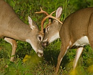 White tail deer