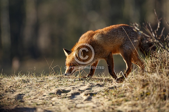 Red fox Red fox