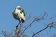 The Eurasian spoonbill