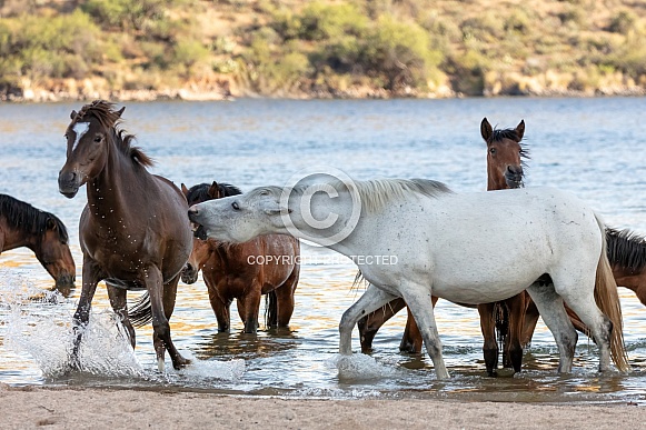 Wild horses playing in the water