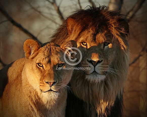 African lion and lioness in the evening sun