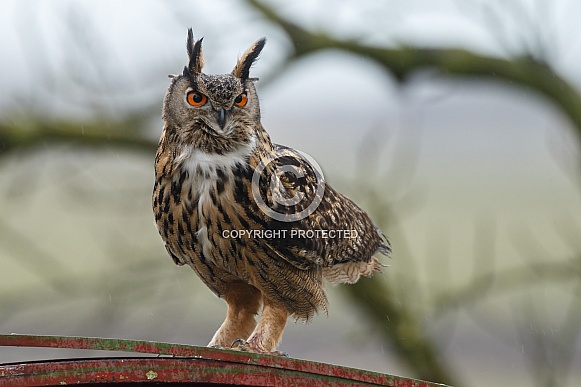 The Eurasian eagle-owl (Bubo bubo)