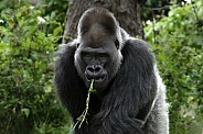 Western Lowland Gorilla